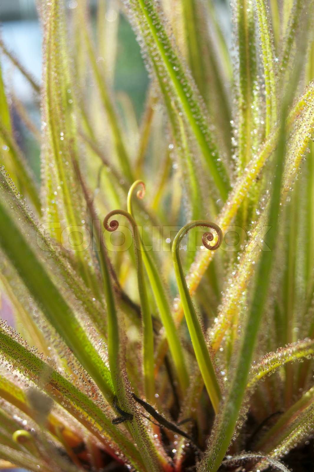 Dionaea muscipula | Stock image | Colourbox