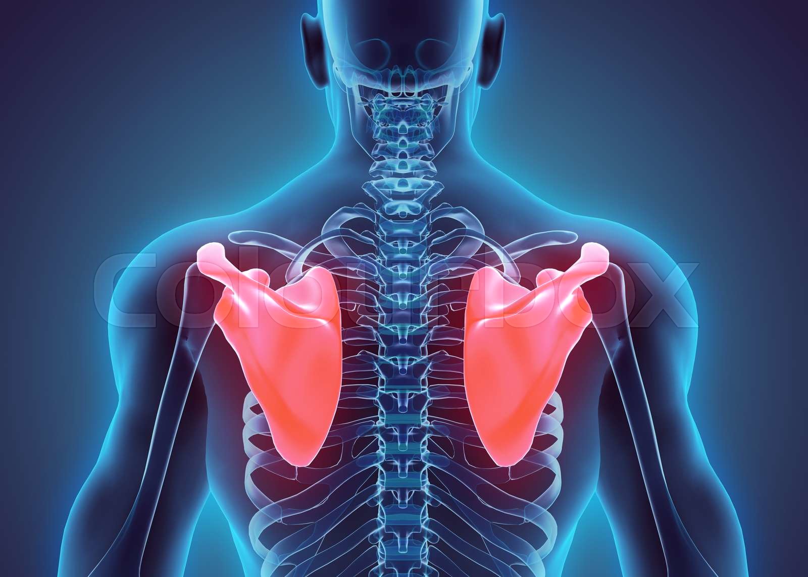 3D Illustration Of Scapula Medical Concept Stock Image Colourbox