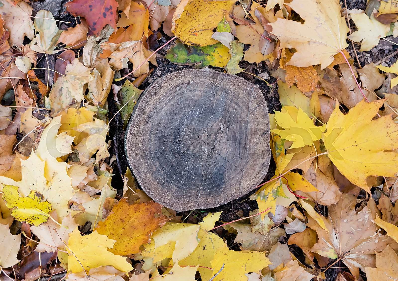 Autumn tree stump | Stock image | Colourbox