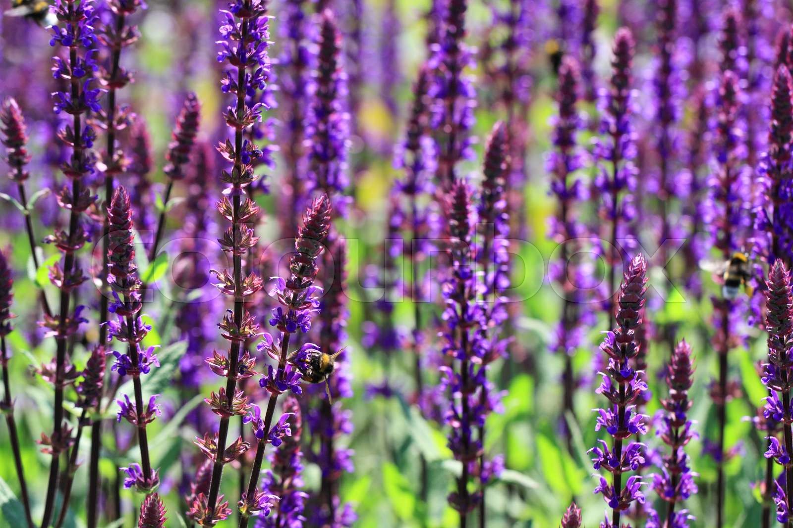 Sage plant attracts beneficial insects in the garden Stock image