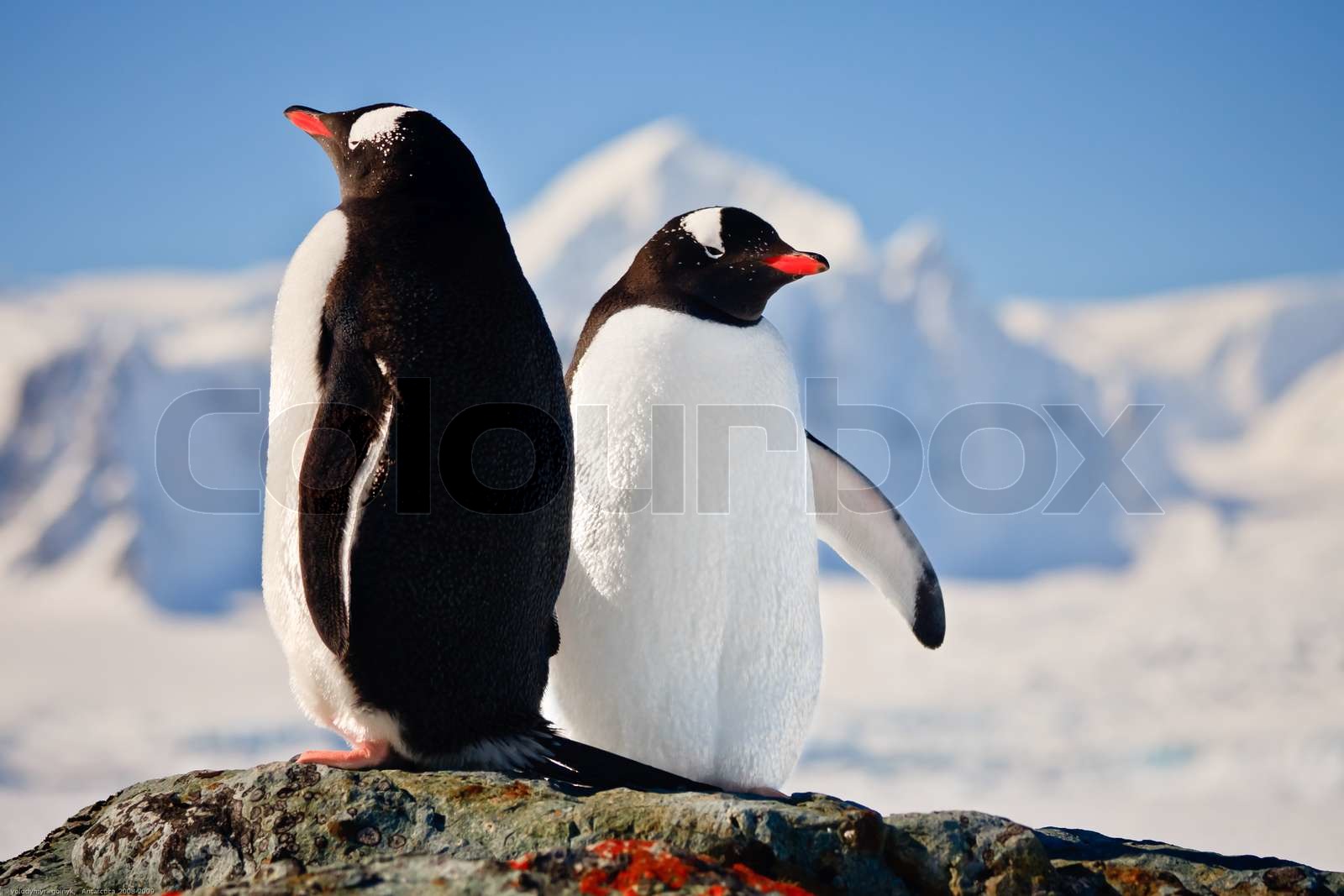  Foto zu Zwei Pinguine träumen sitzend auf einem Felsen, Berge im Hintergrund 