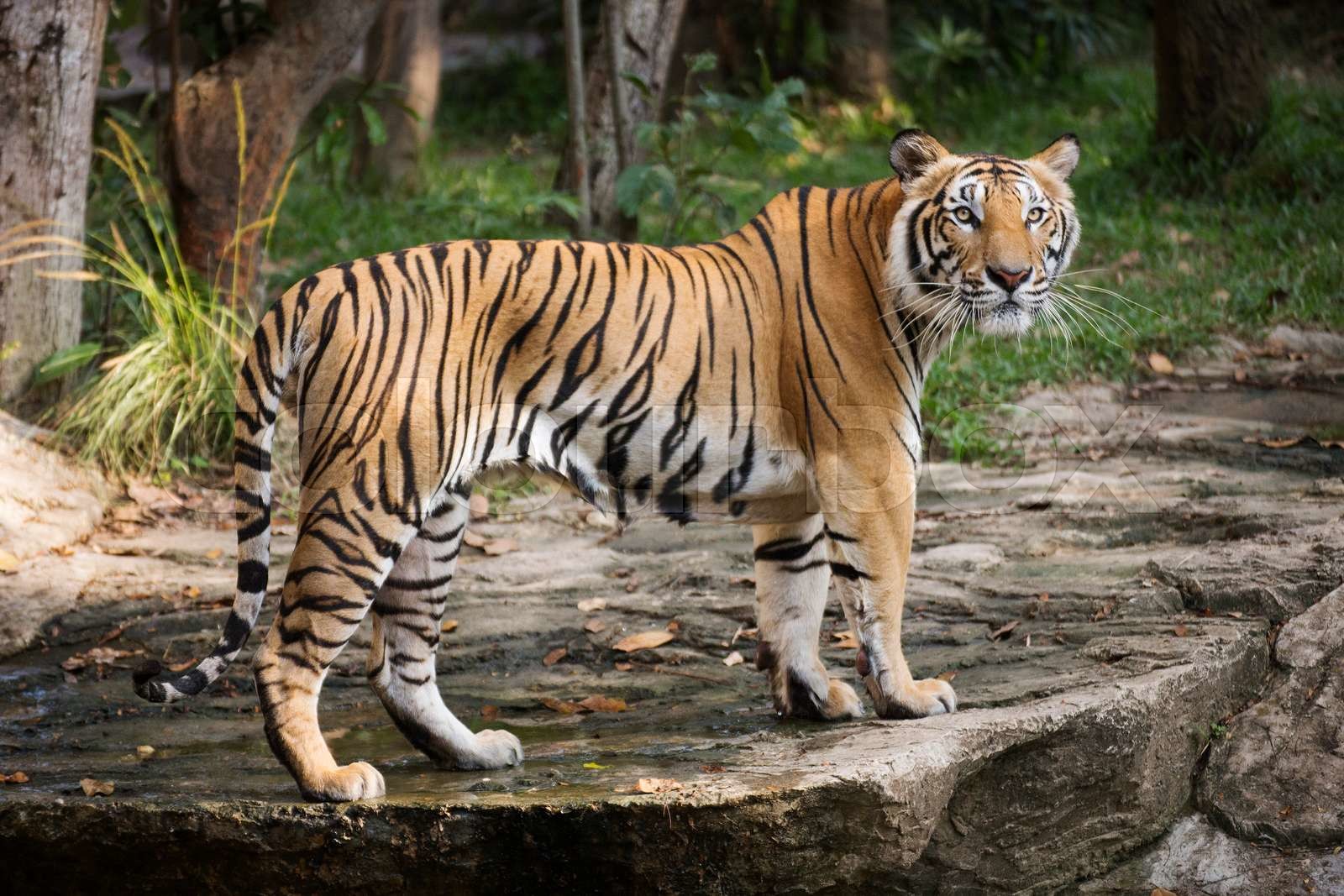 draufgänger, bengalisch, tier Stock Bild Colourbox