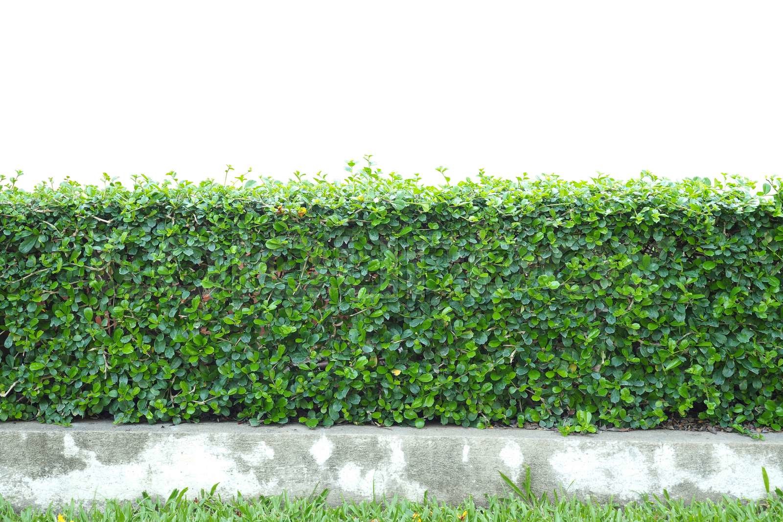 bush isolated Stock image Colourbox