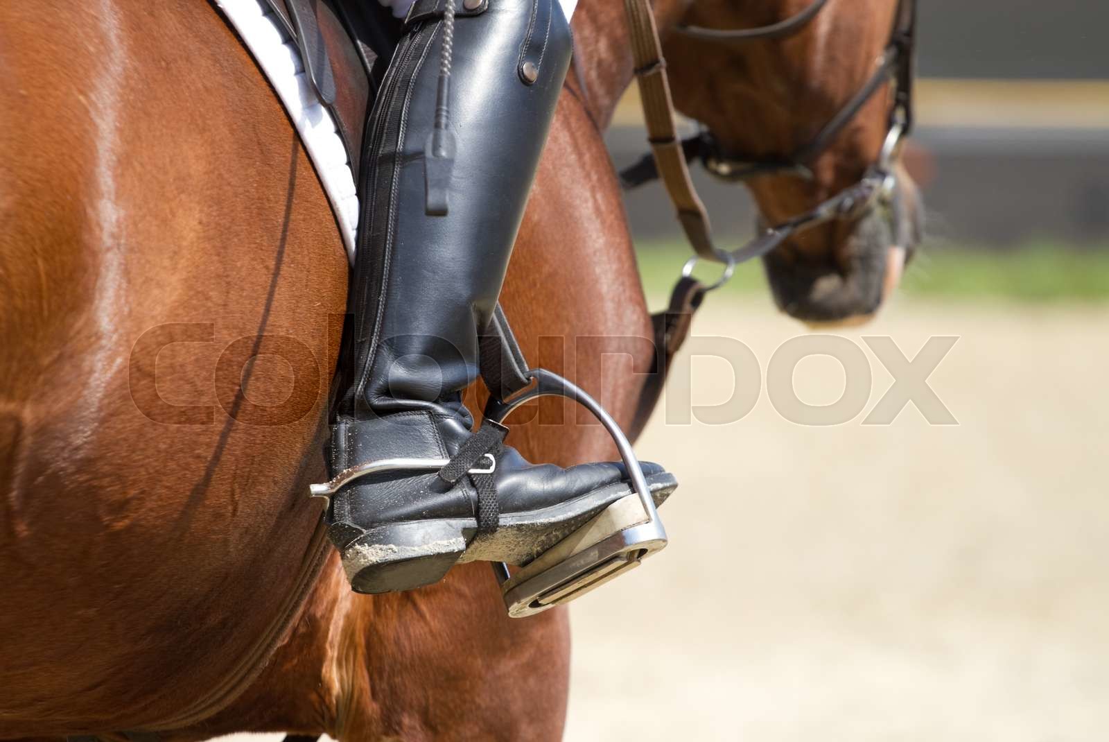 Jockey riding boots Stock image Colourbox