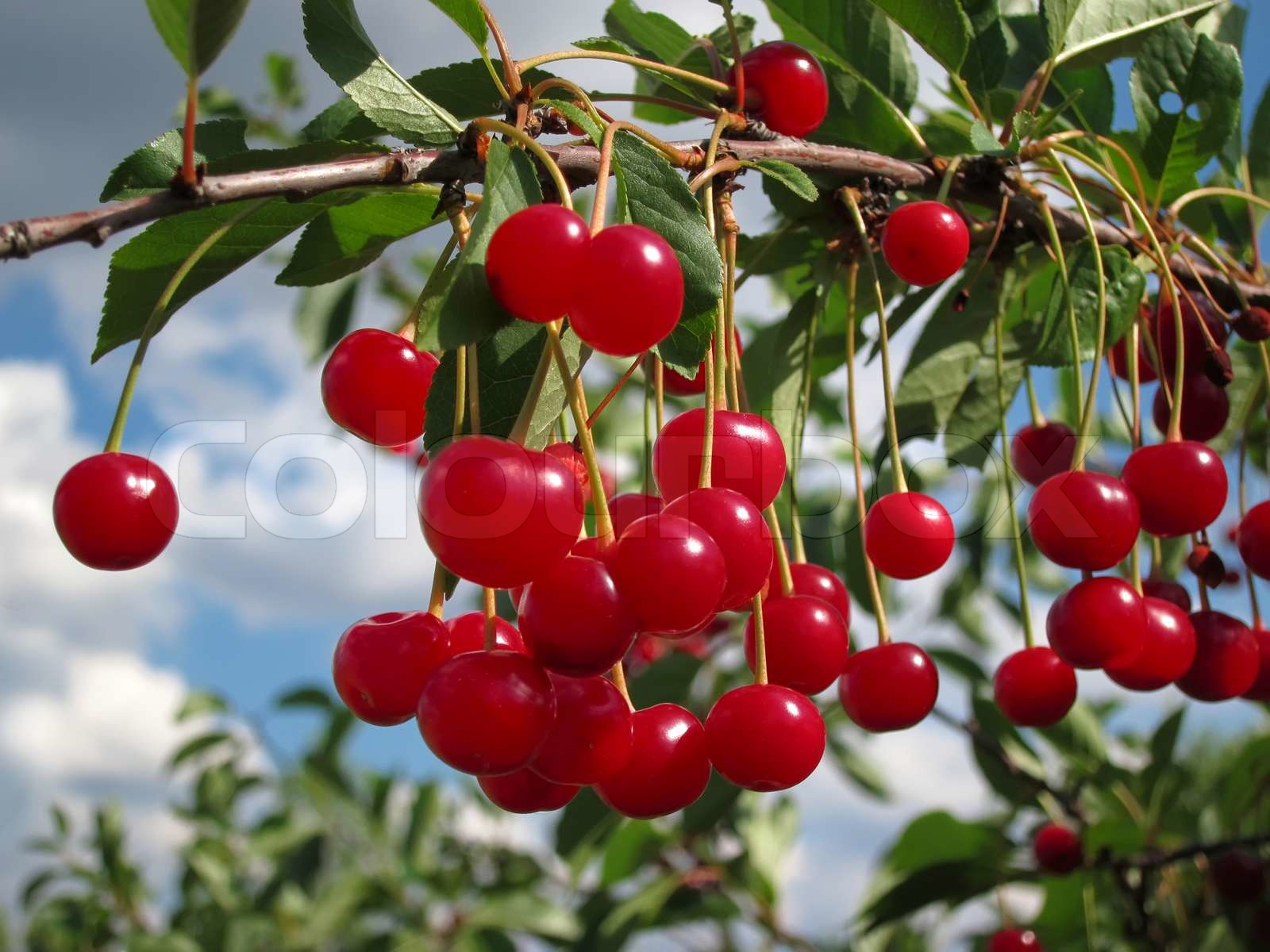 Rote Kirschen auf einem Ast Stock Bild Colourbox