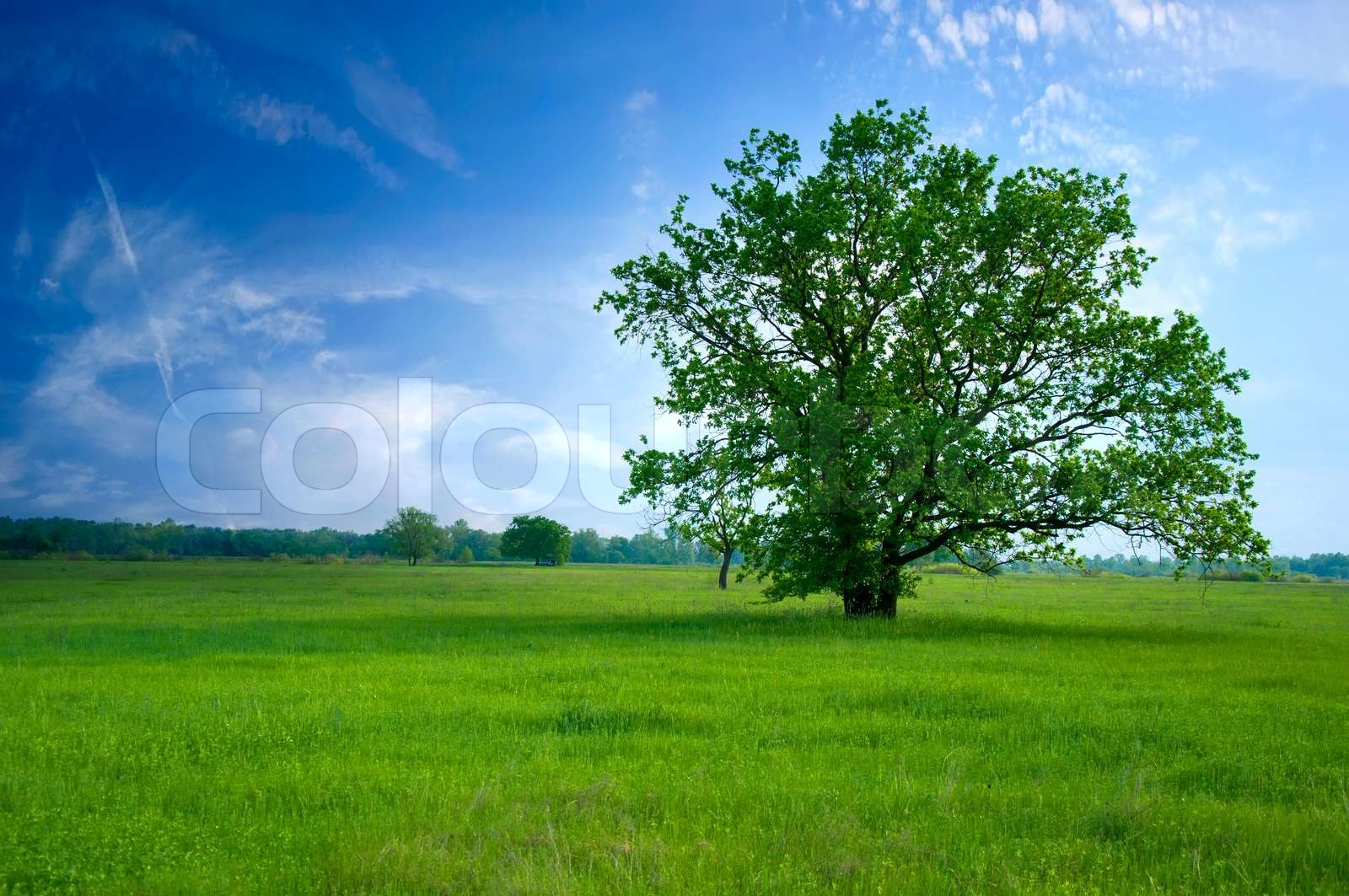 Baum auf der grünen Wiese, blauer Himmel und weiße Wolken | Stock Bild ...