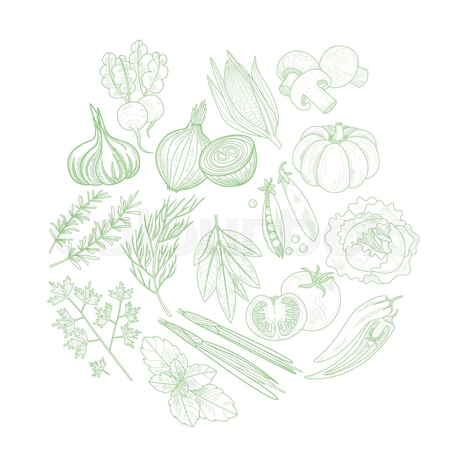 Set Of Vegetables Hand Drawn Artistic Sketch | Stock vector | Colourbox