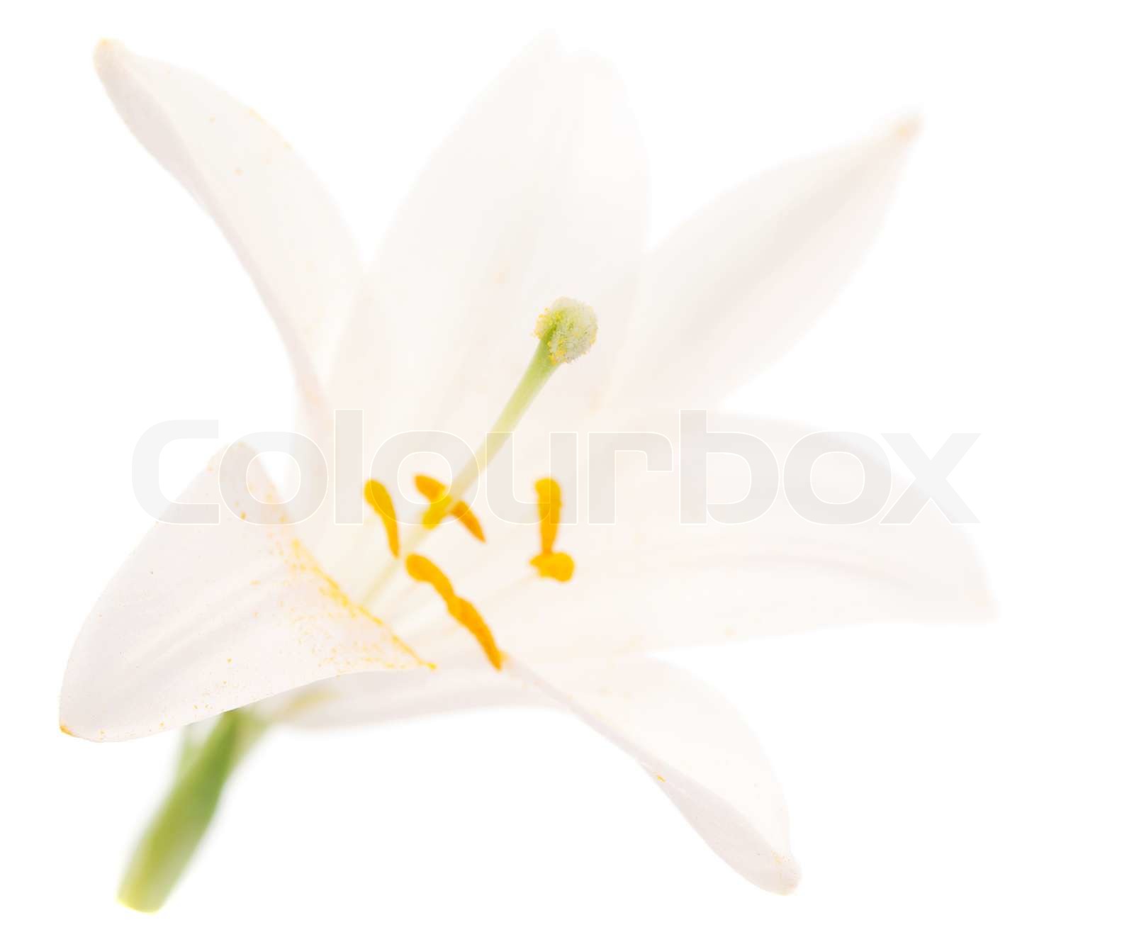 hvide-lilje-p-en-hvid-baggrund-stock-foto-colourbox