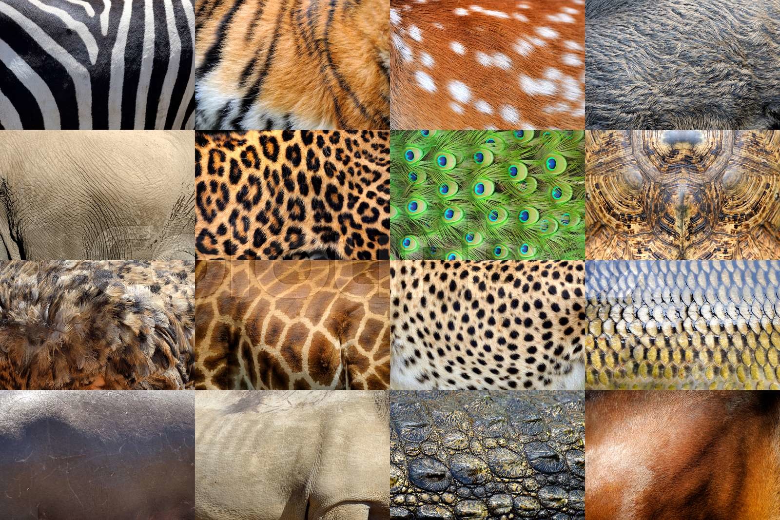Real animals skin Stock image Colourbox