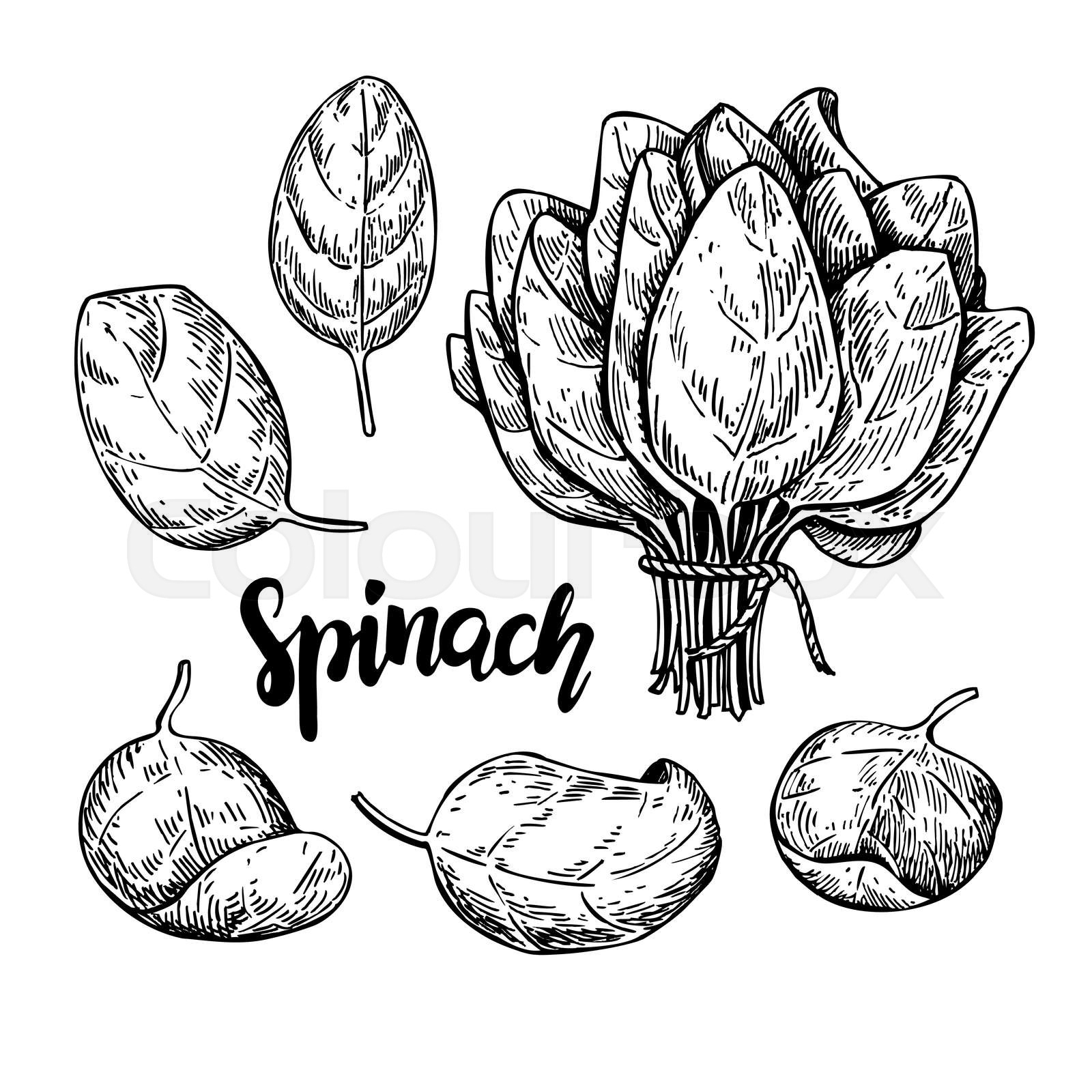 Spinach leaves hand drawn vector set. Isolated Spinach leaves drawing