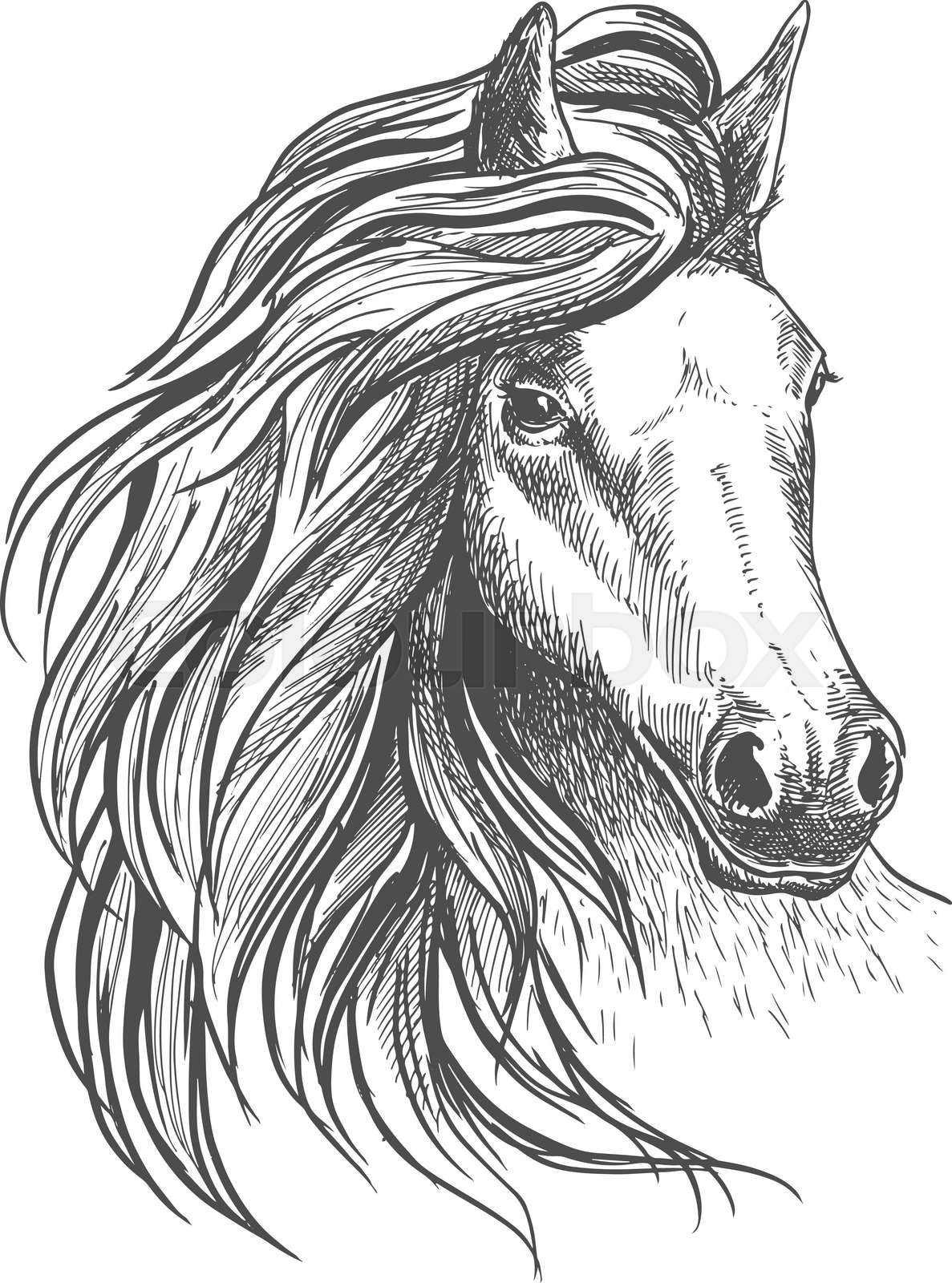 Horse head sketch with wavy mane | Stock vector | Colourbox
