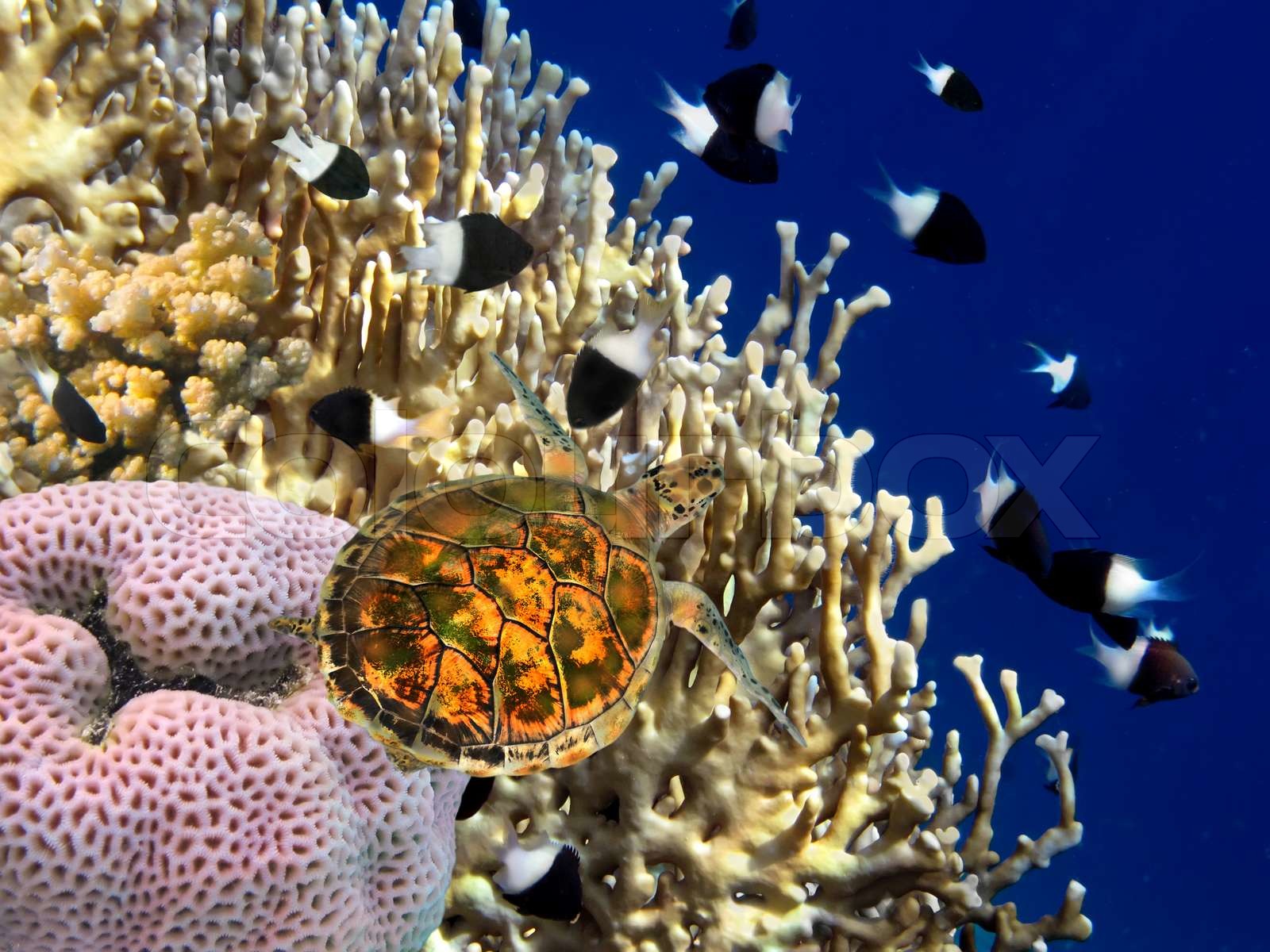 Korallenriff und Schildkröte , Rotes Meer , Ägypten. Stock Bild