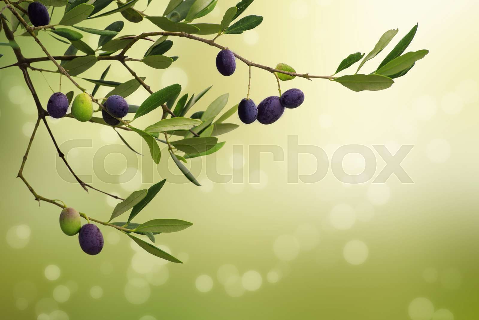 Olive branch card Stock image Colourbox