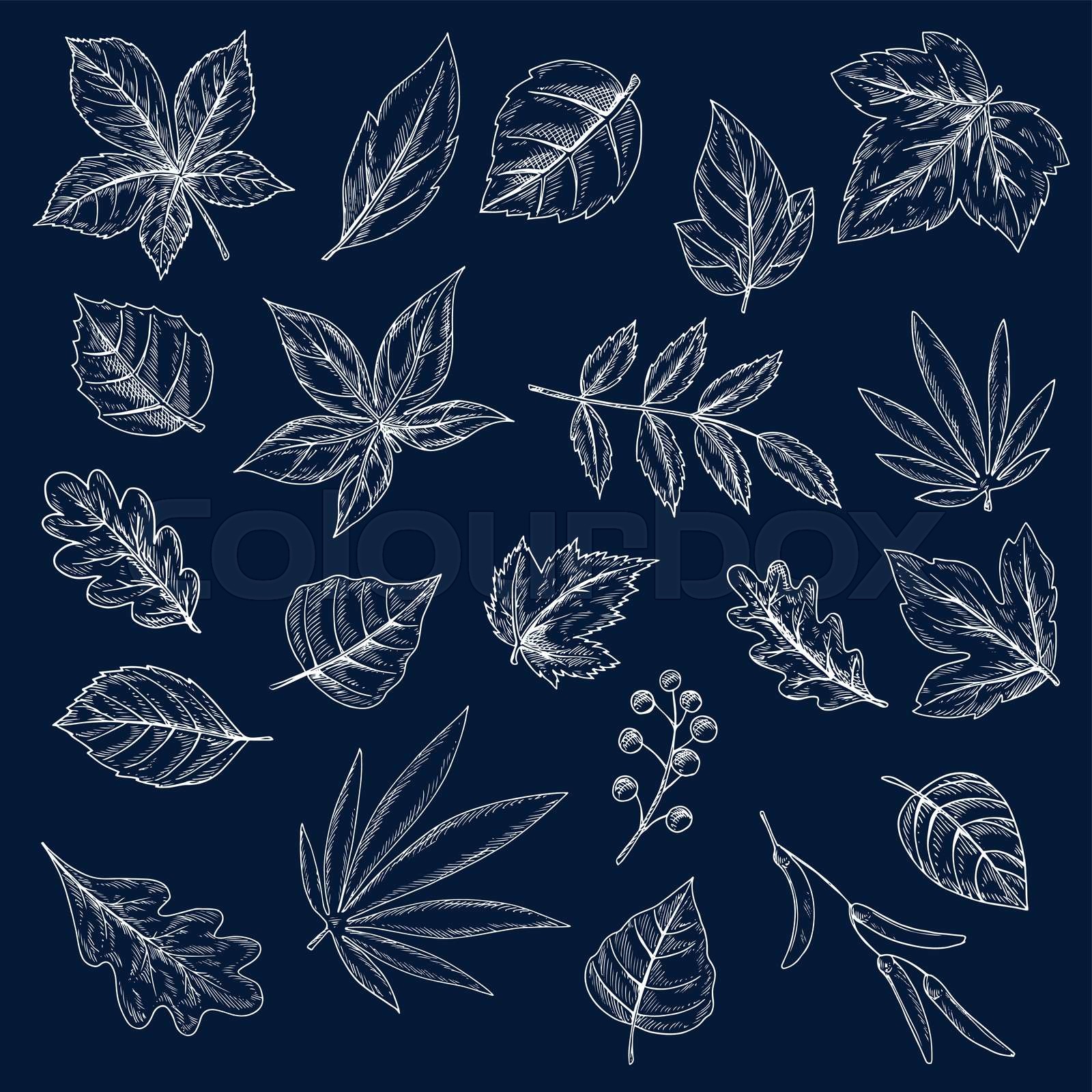 Chalk drawings of tree leaves and seeds Stock vector Colourbox