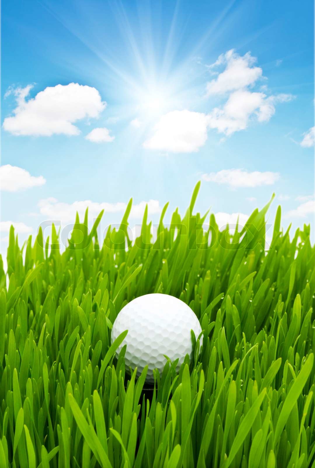 Golf ball on the green grass Stock image Colourbox