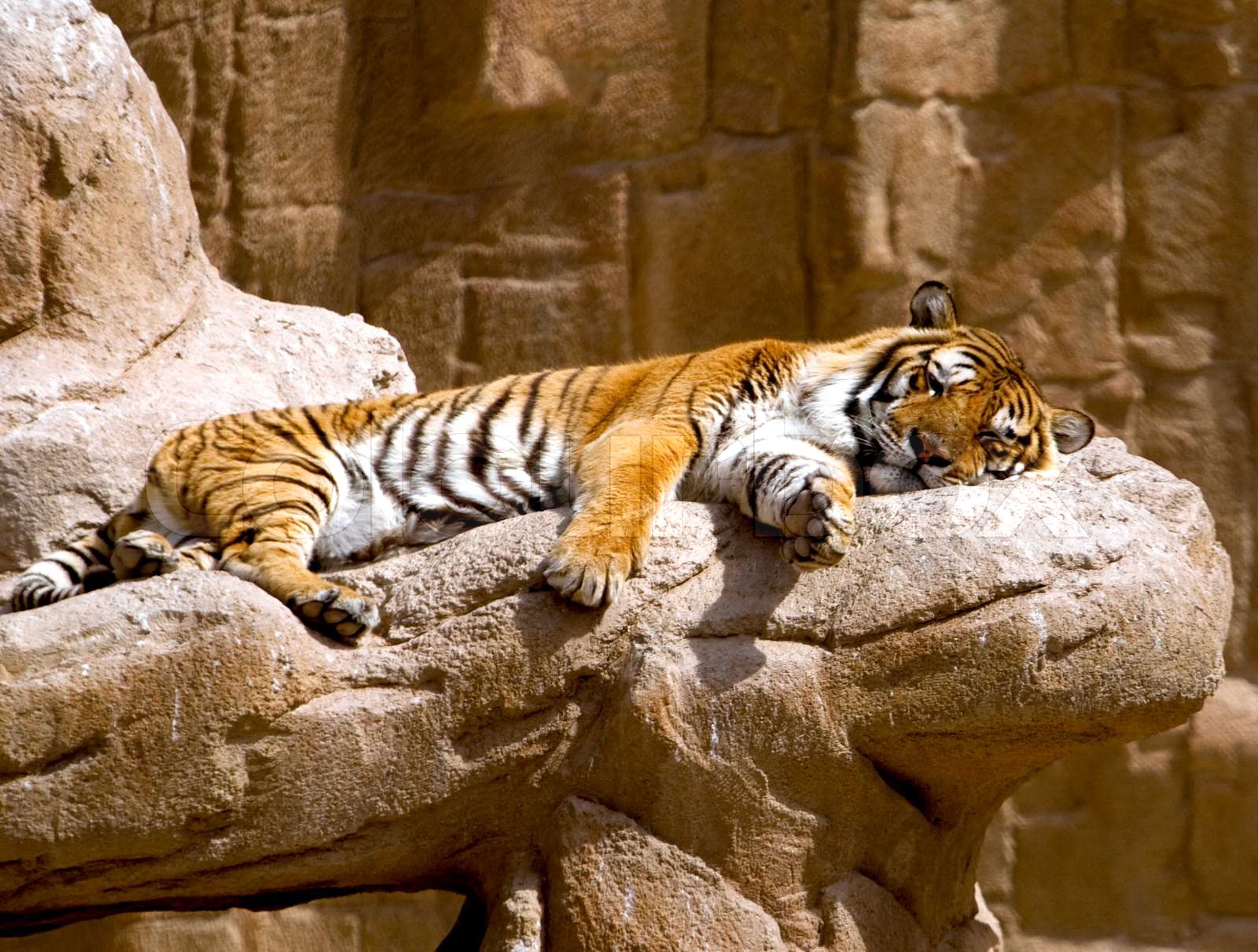 Sleeping tiger | Stock image | Colourbox