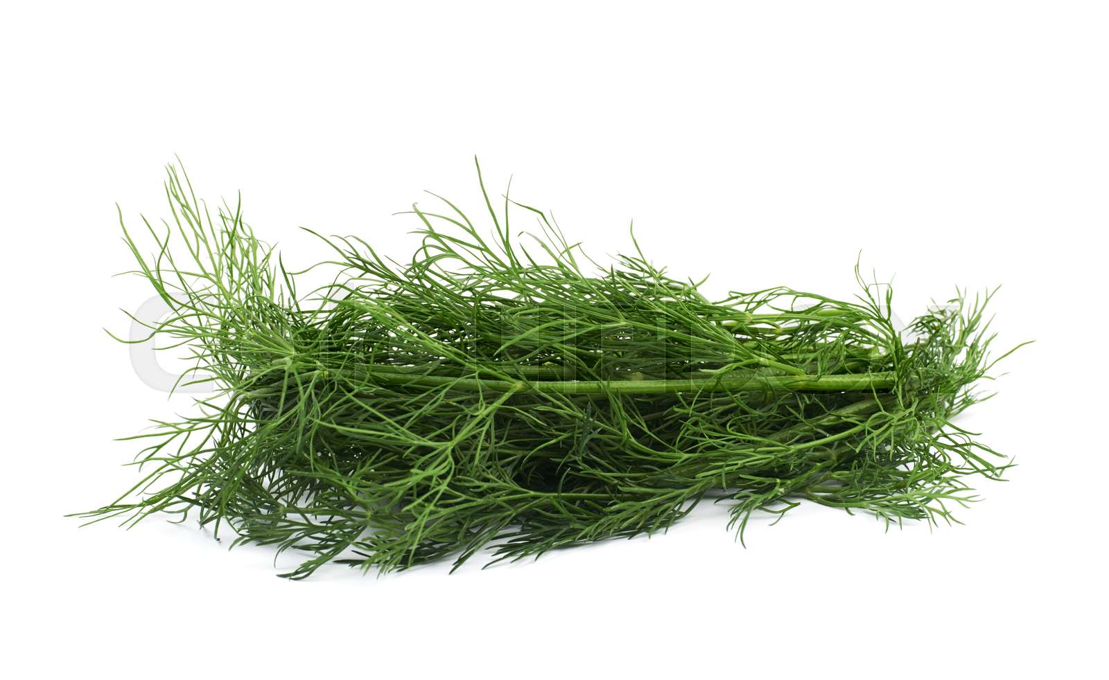 Dill herb isolated | Stock image | Colourbox