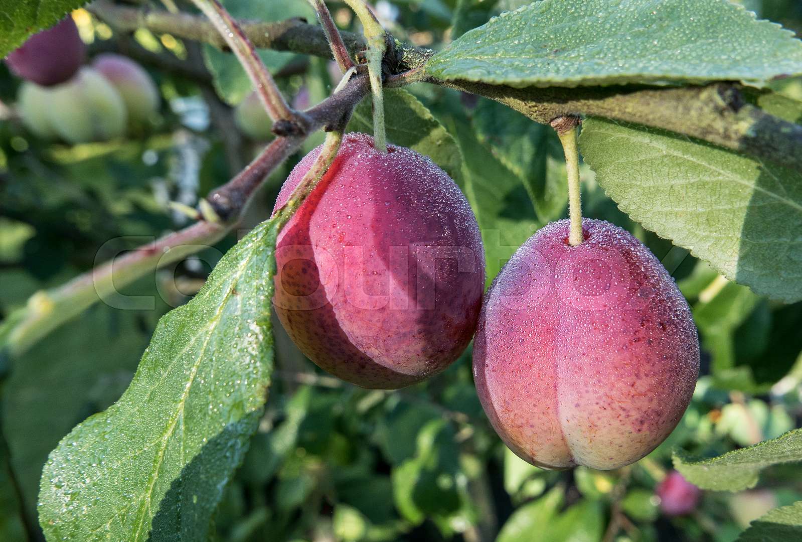 Victoria plum Stock image Colourbox