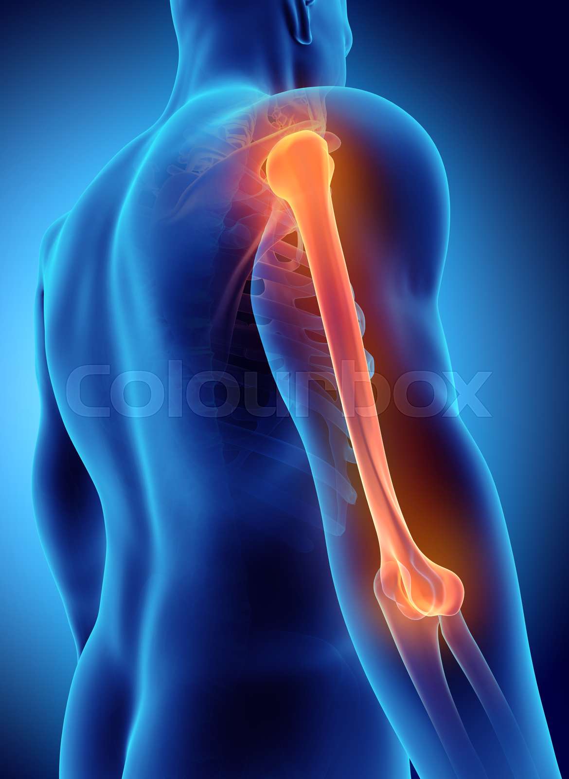 oberarmknochen, anatomie, sport Stock Bild Colourbox