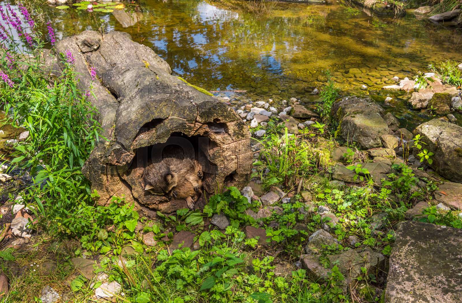 Raccoons habitat image. | Stock image | Colourbox