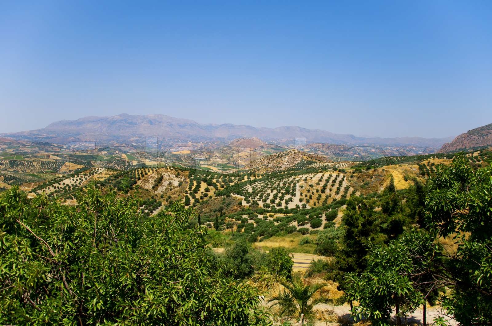 Panoramaudsigt Over Marker Med Vinstokke Og Oliventr er P Kreta 