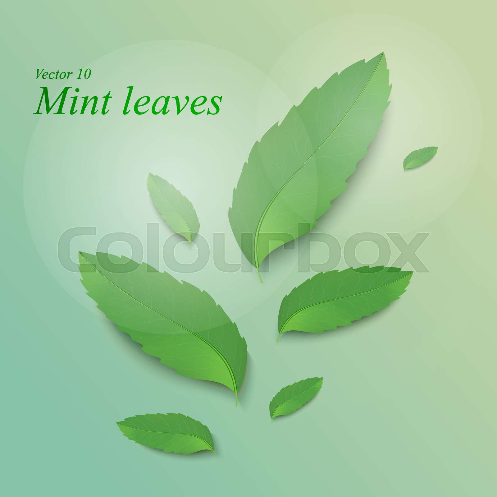 mint Stock vector Colourbox