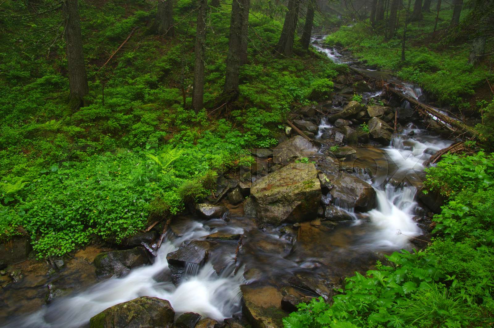 Creek in the woods | Stock image | Colourbox