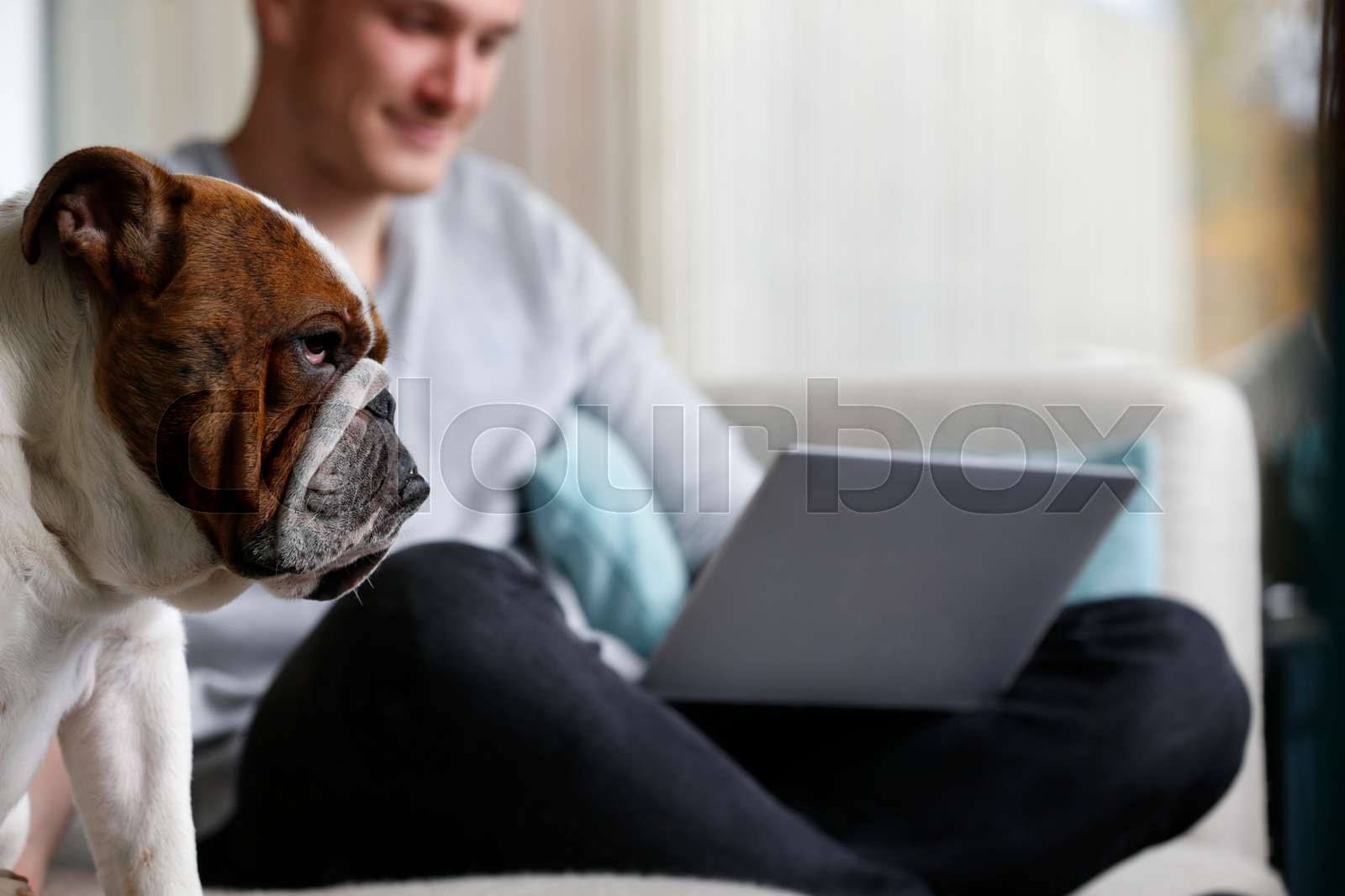 Bulldog On Computer