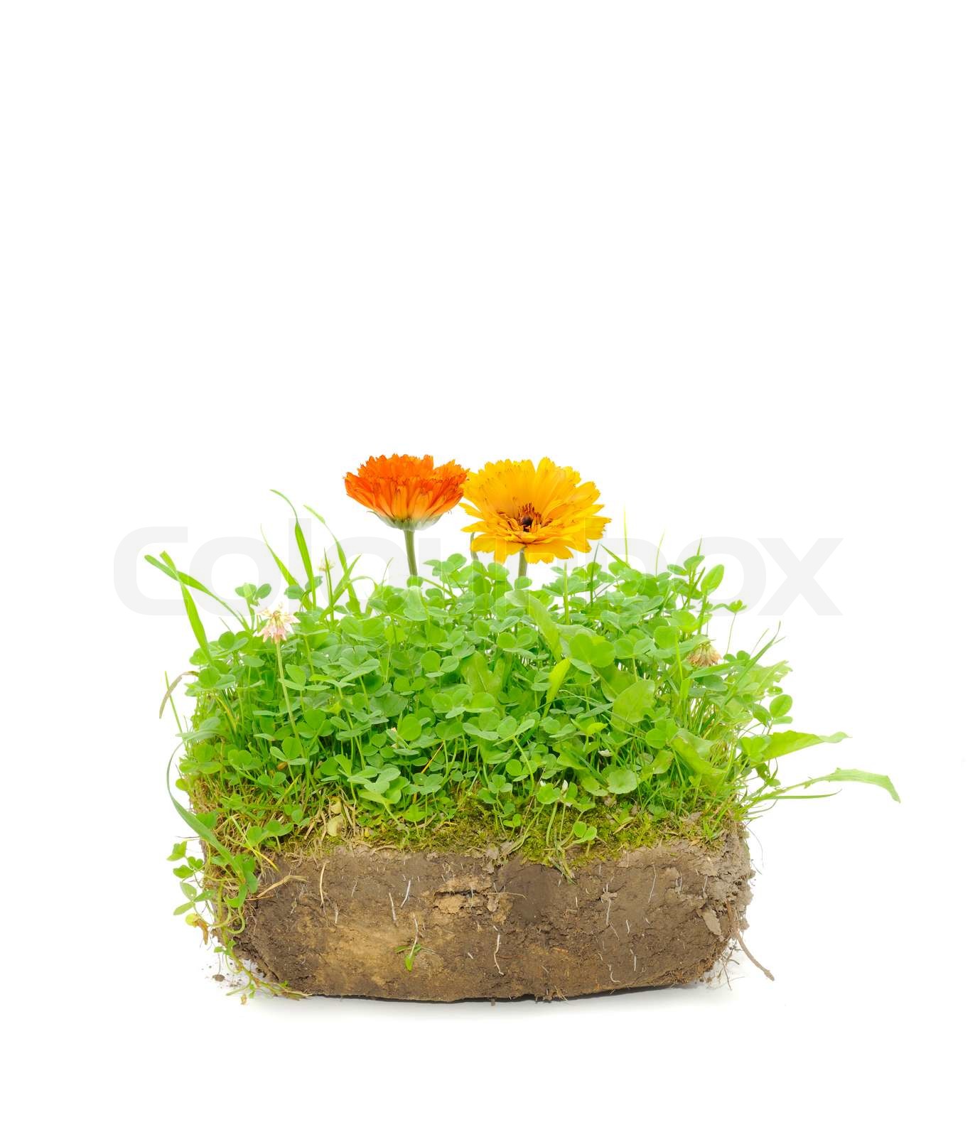 Grüne Pflanzen und Calendula Blumen im Boden auf weißem Hintergrund Stock Bild Colourbox