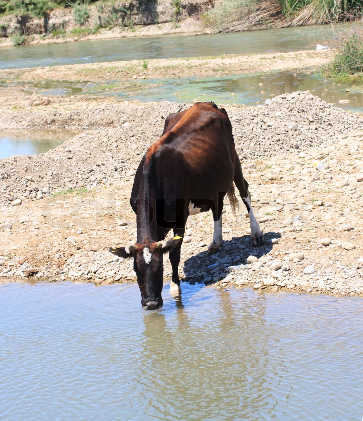 Kuh trinkt Wasser aus einem Fluss Stock Bild Colourbox
