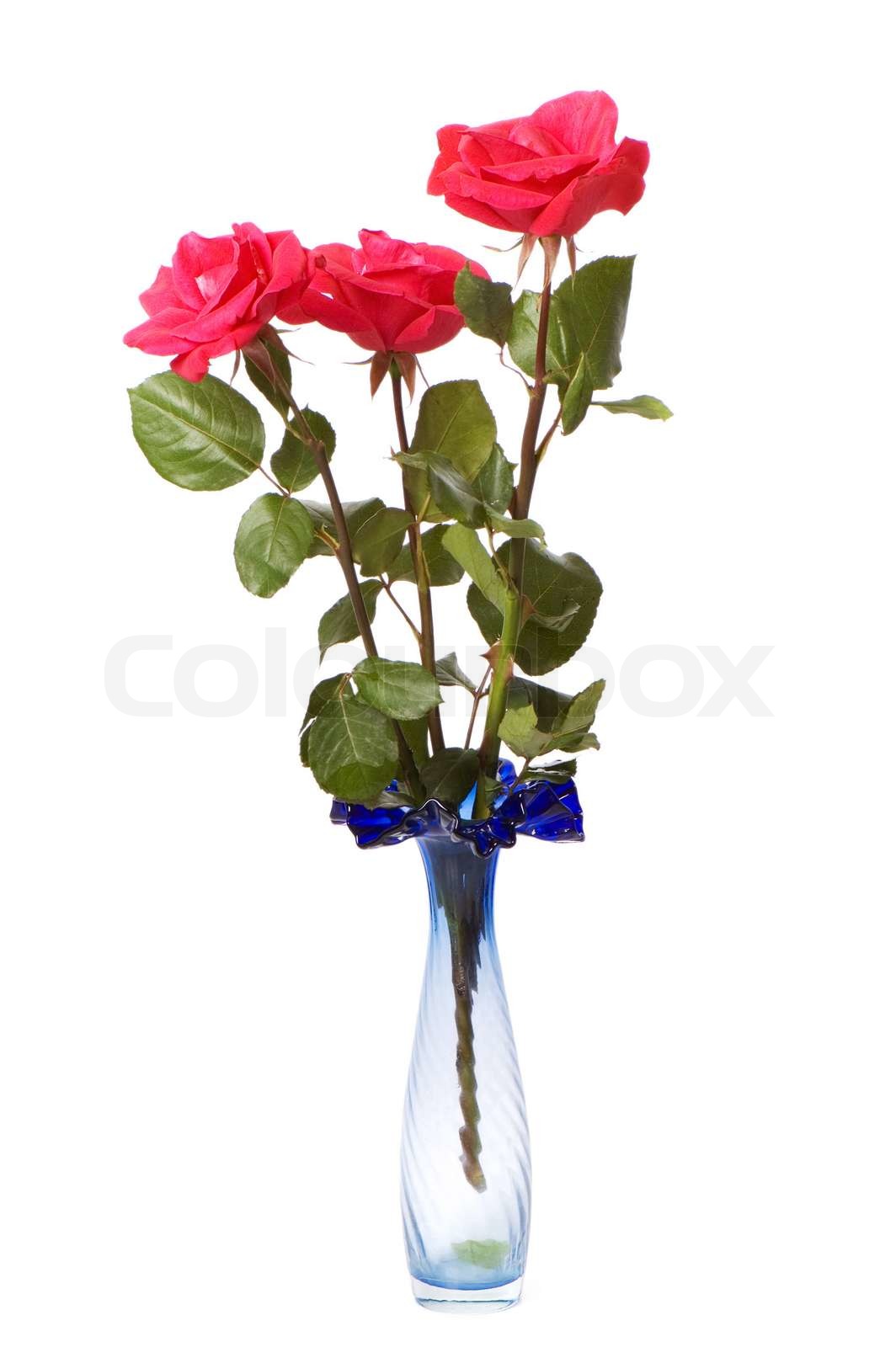 Tre røde roser isoleret på den hvide | Stock foto | Colourbox