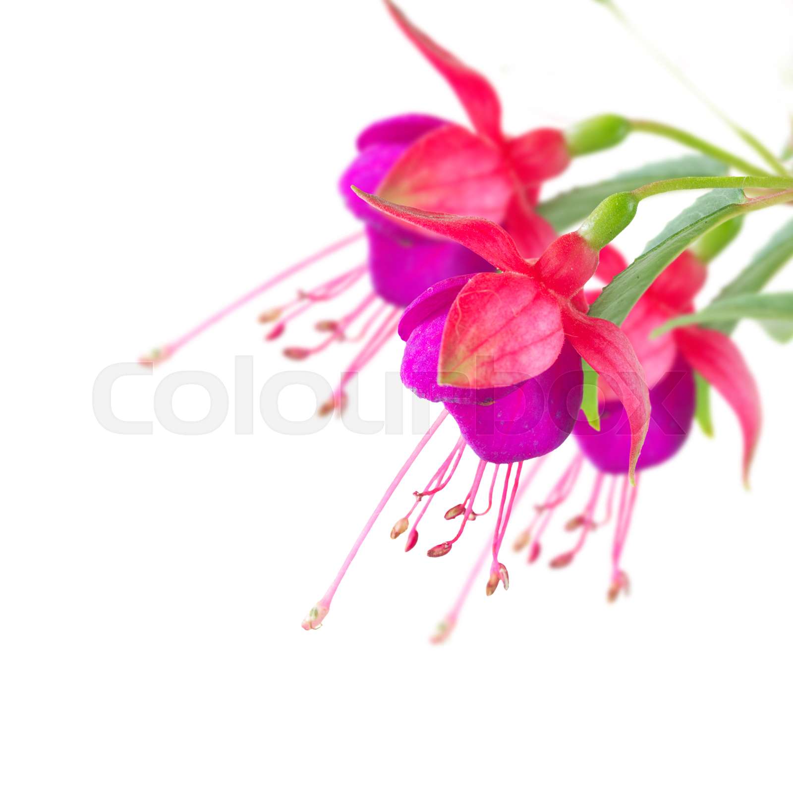 fuchsia, farbe, botanisch | Stock Bild | Colourbox