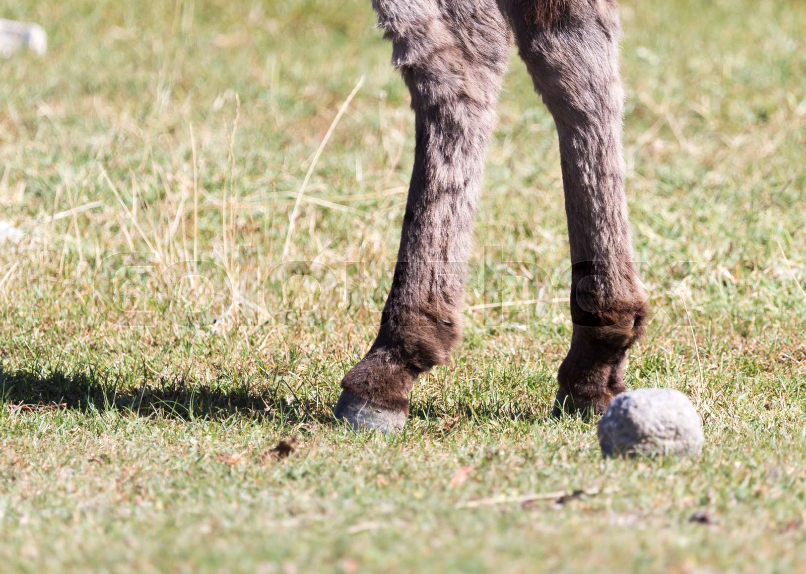 hooves of a donkey in nature Stock image Colourbox