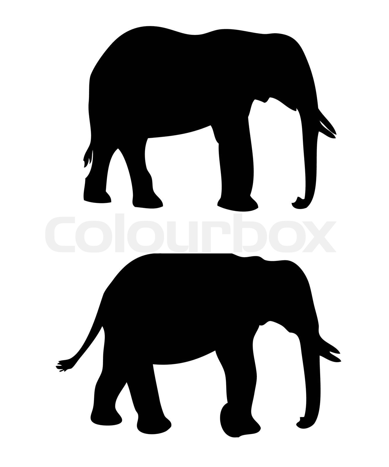 Silhouettes of Elephants Vector isolated on white | Stock vector