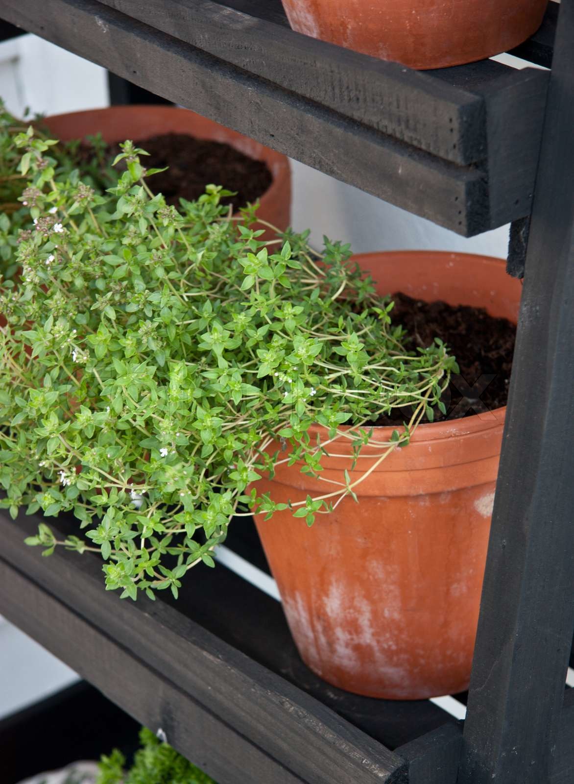 Herbs in terracotta pots Stock image Colourbox