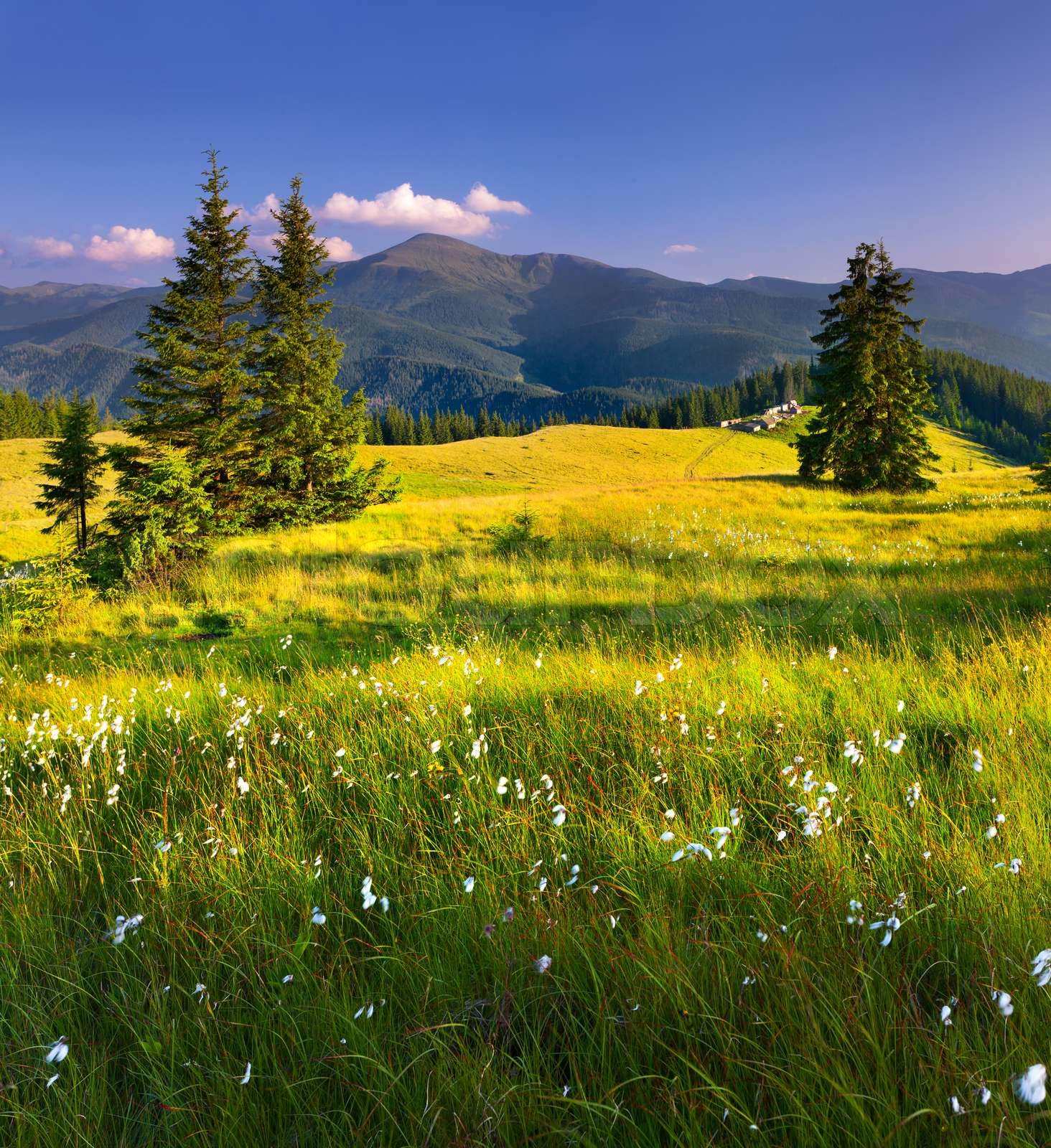 Beautiful summer landscape in the mountains | Stock image | Colourbox