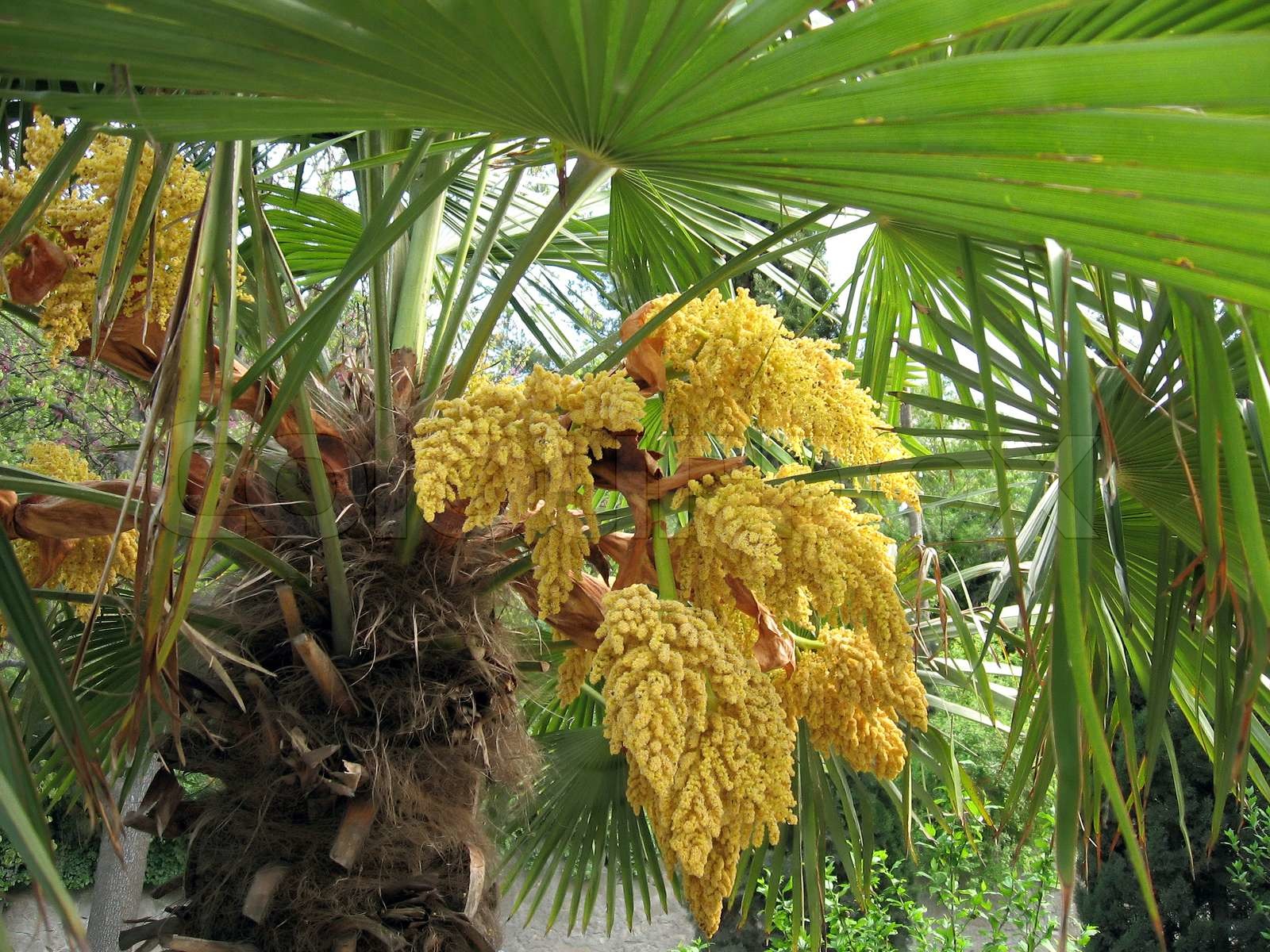 Blüten Bei Palmen