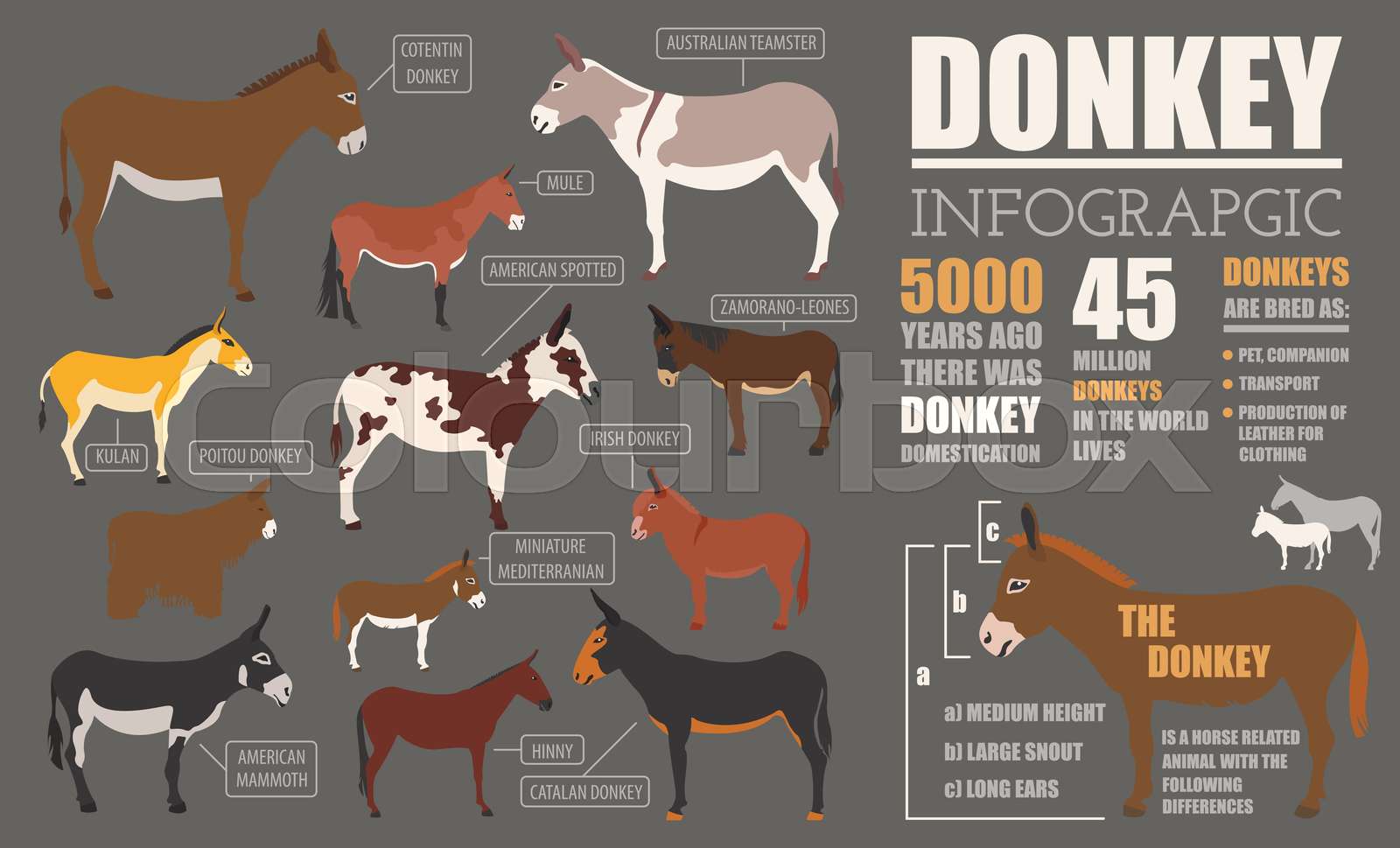 Donkey breeds infographic template. Animal farming. Flat design | Stock ...