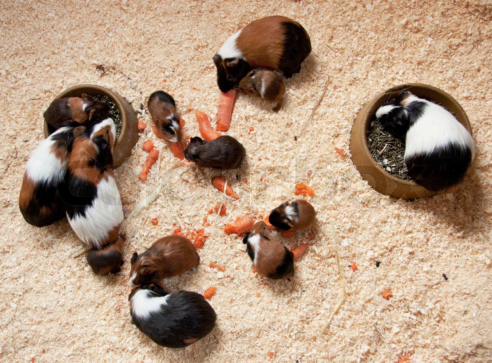 Guinea pigs eat food | Stock image | Colourbox