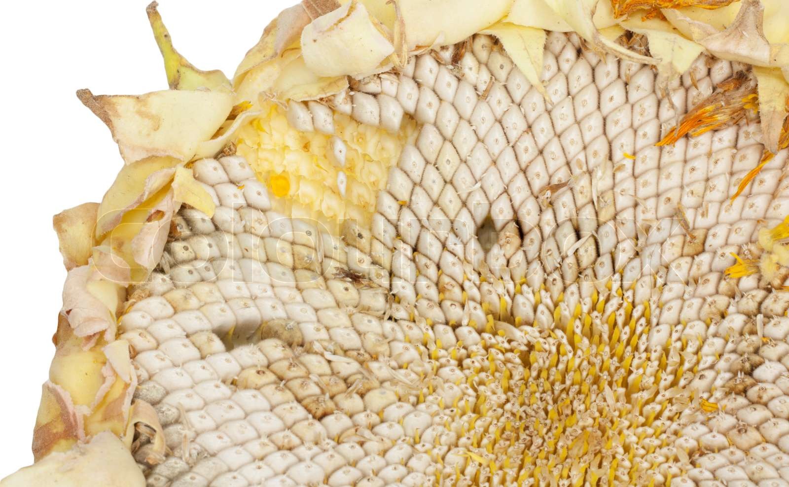 white sunflower seeds in Stock image Colourbox