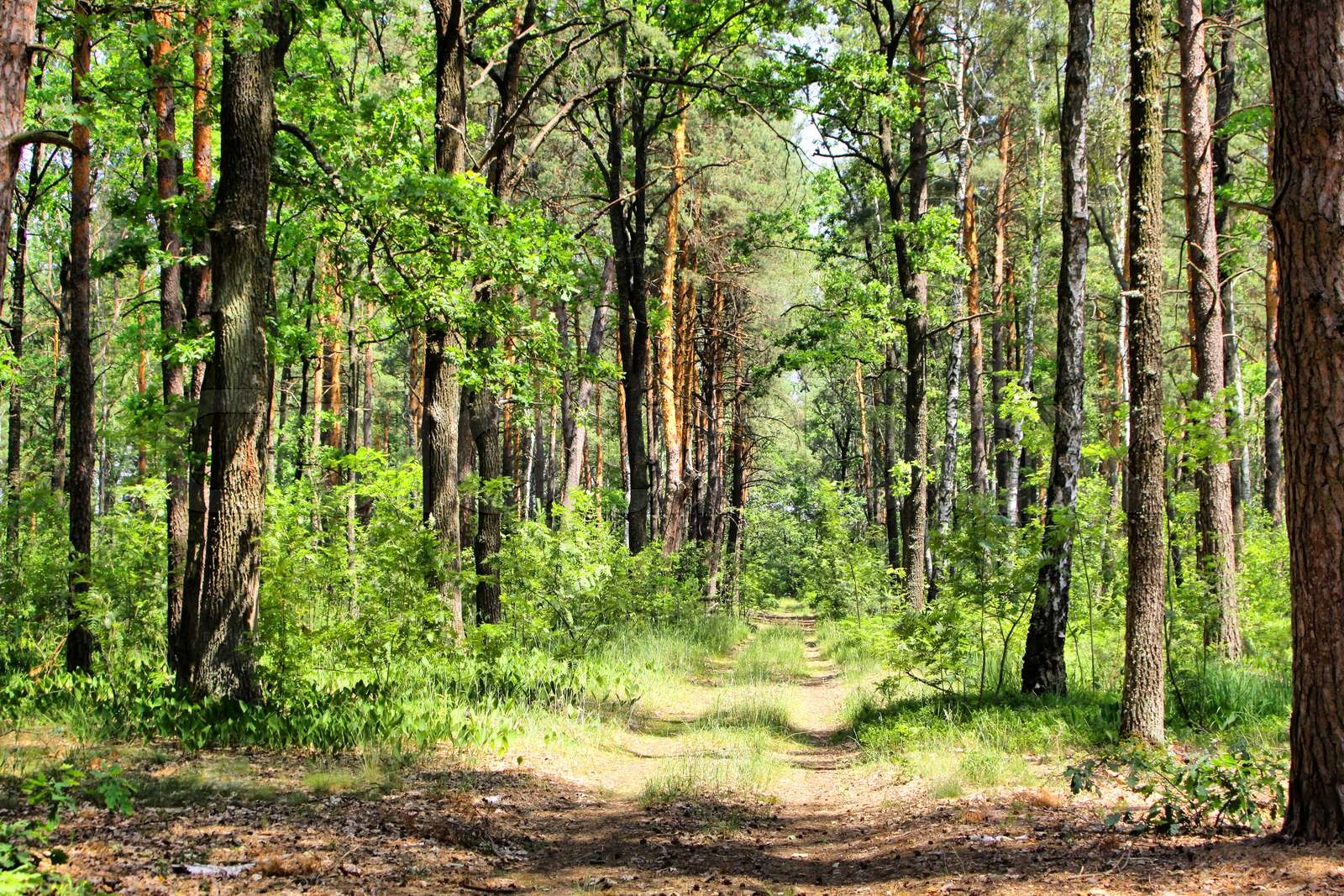 Summer mixed forest with walkway, green grass and trees (HDR) Stock