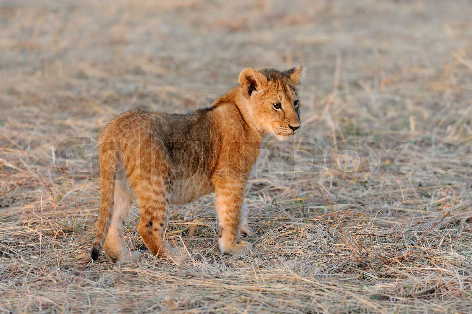 African lion cub Stock image Colourbox