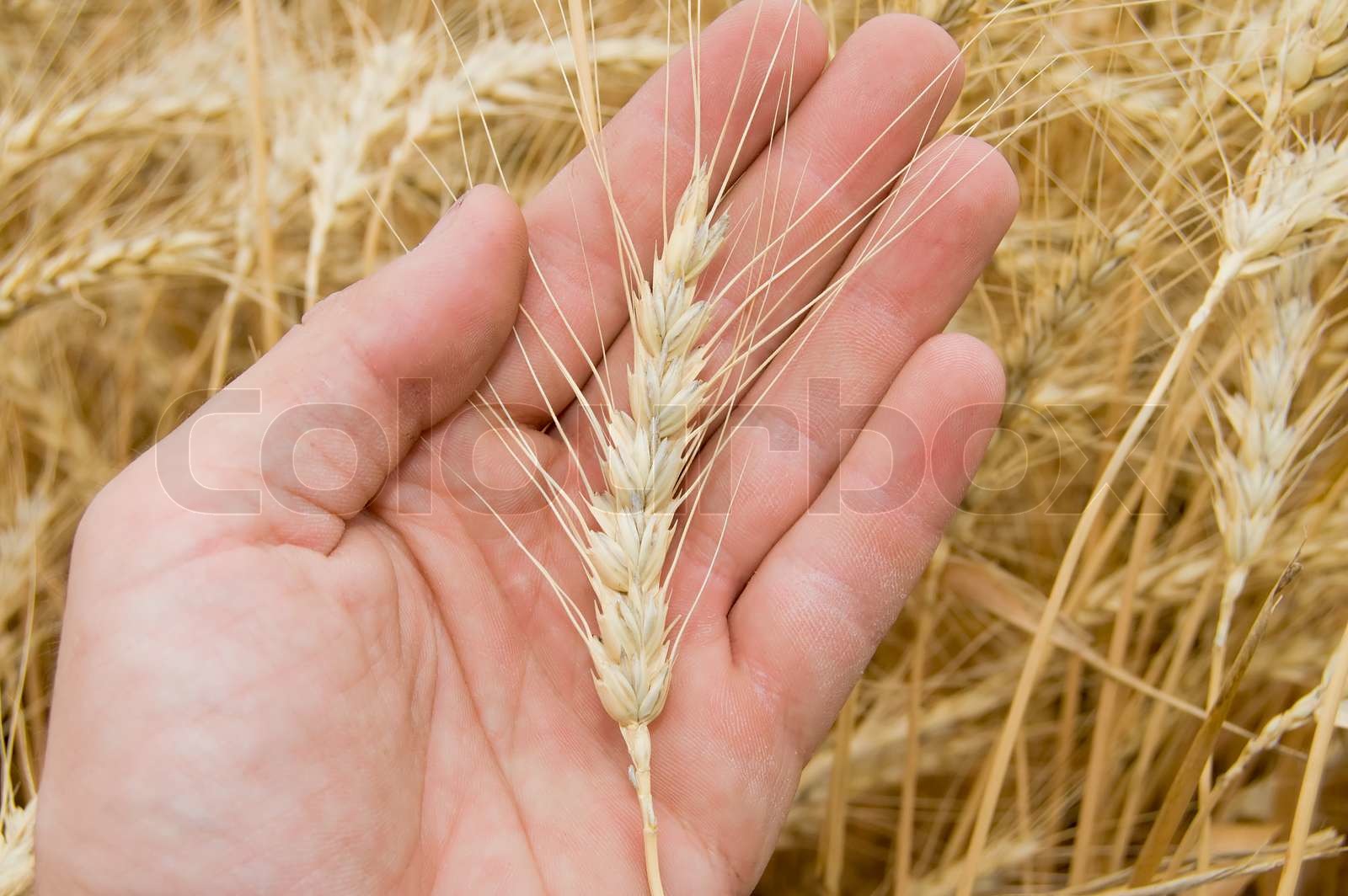 einzigen Ähre auf einer Hand Stock Bild Colourbox