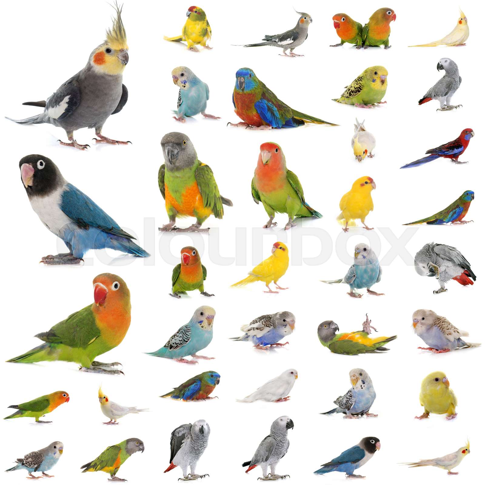 Group Of Parrots Stock Image Colourbox