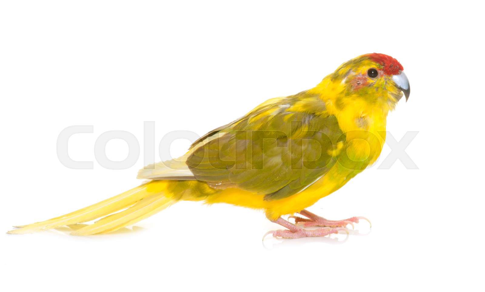 Redfronted Kakariki parakeet Stock image Colourbox