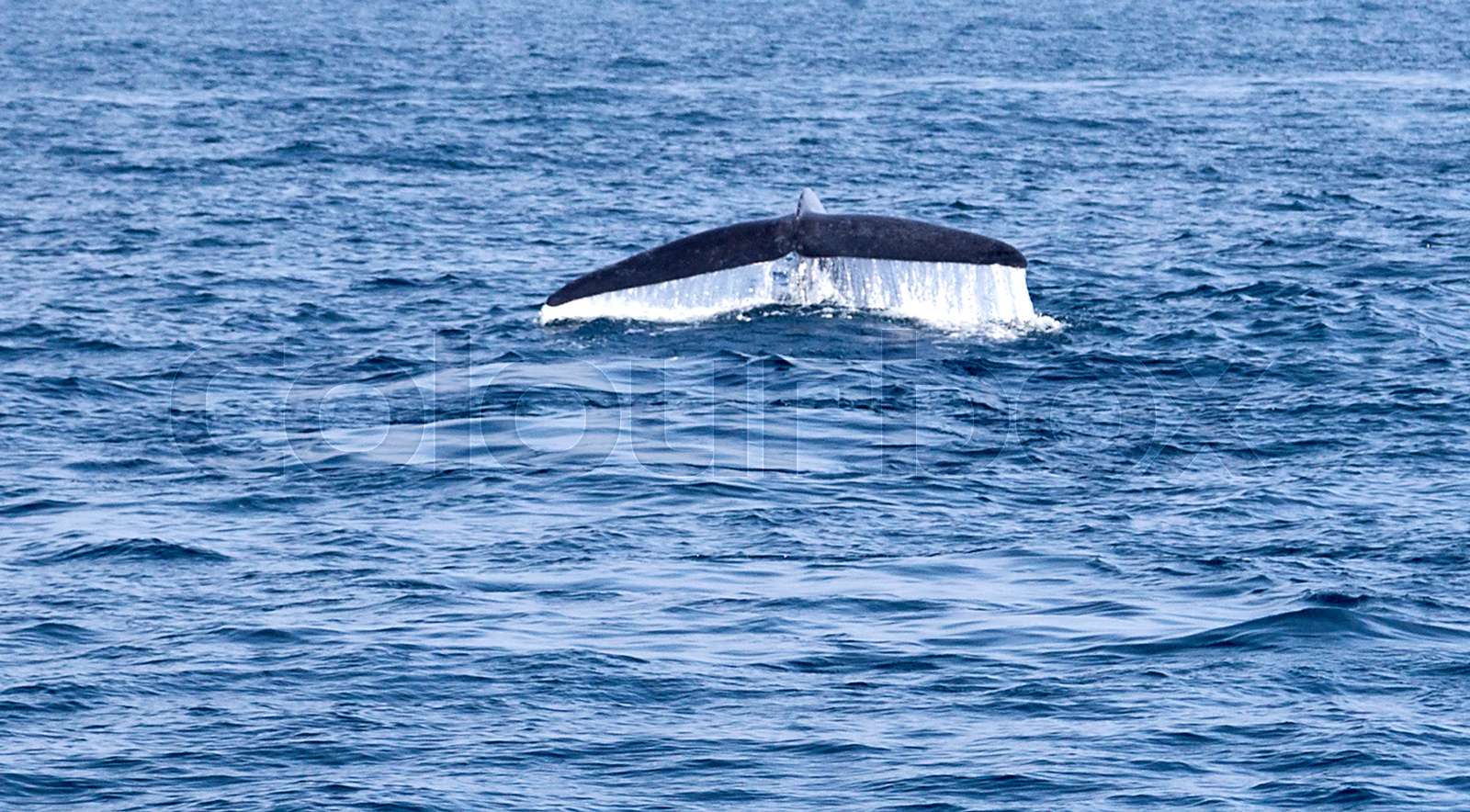 Tail Humpback Whale Stock Image Colourbox