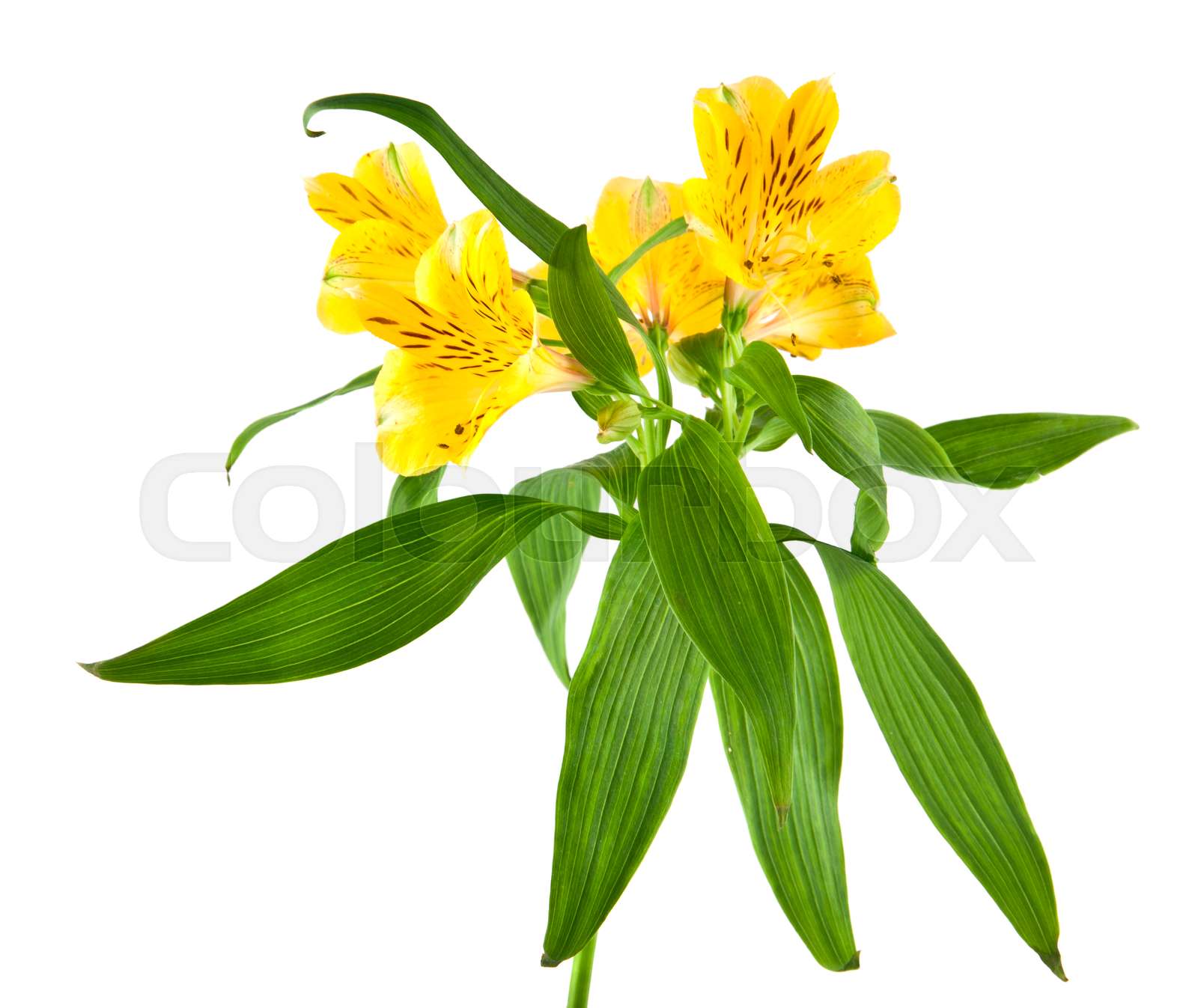 Alstroemeria stock image colourbox