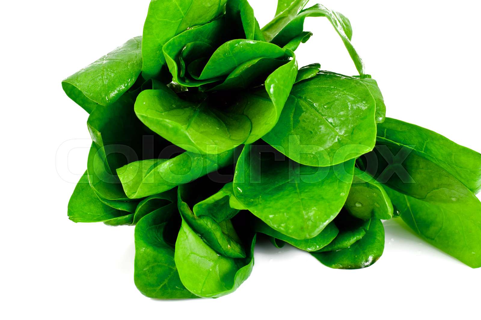 Juicy Fresh Spinach Leaves Isolated on White Background | Stock image ...