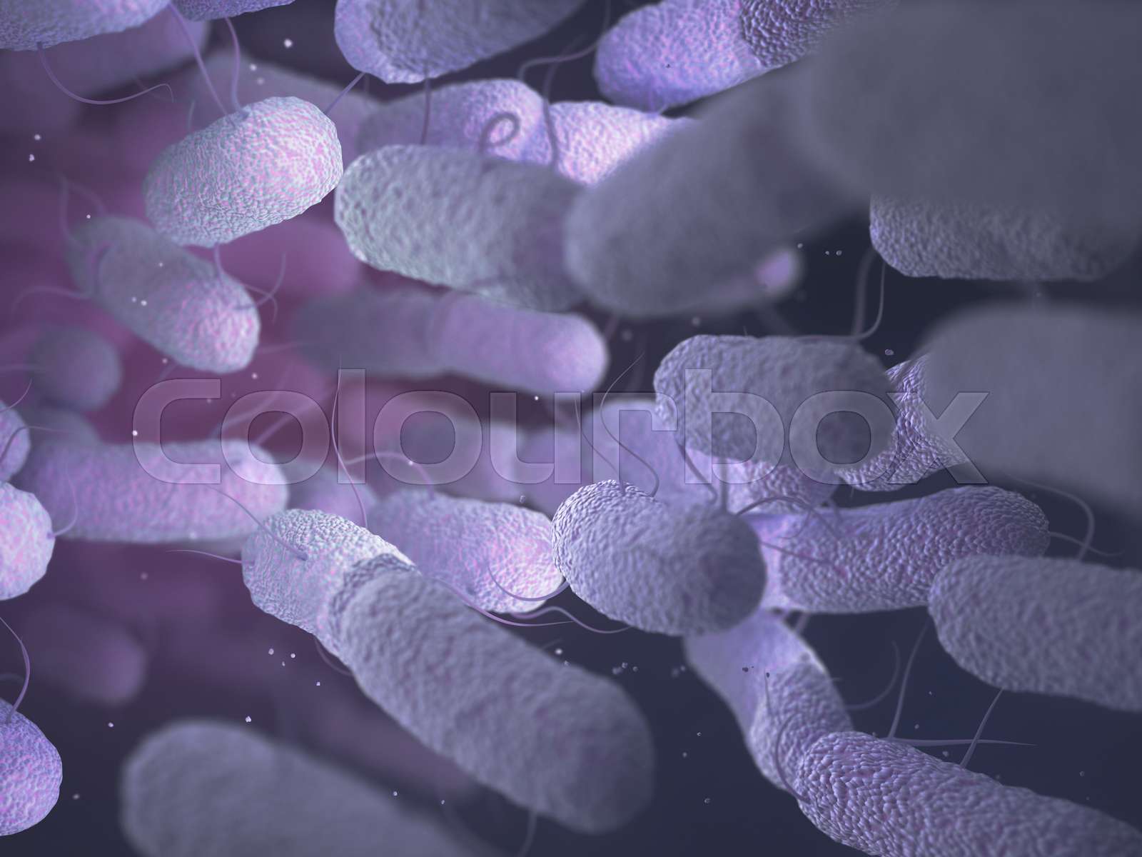 Enterobacteriaceae Bacteria Family Stock image Colourbox