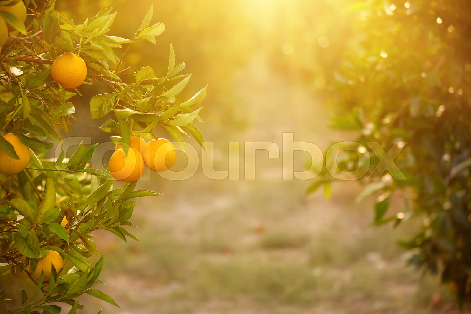 Orange garden with fruit Stock image Colourbox
